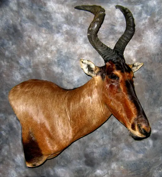 Africa Game Taxidermy — photograph from the Gunners Taxidermy gallery