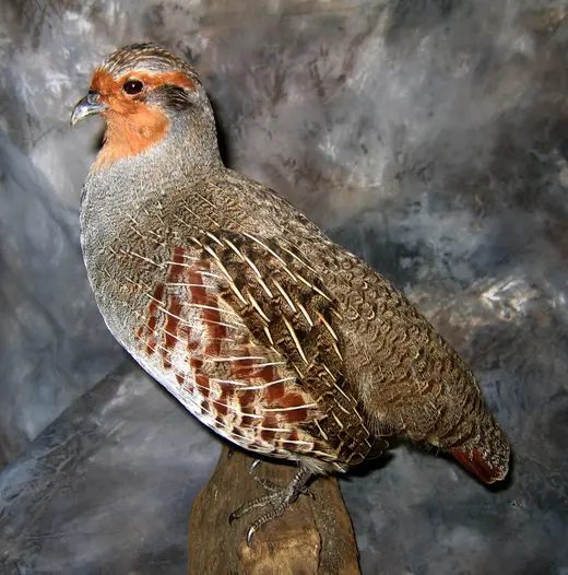 Upland Game Bird Taxidermy — photograph from the Gunners Taxidermy gallery