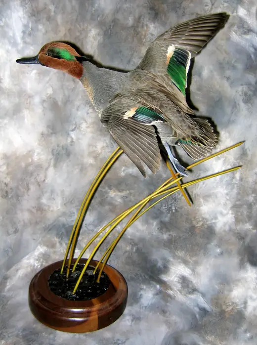 Waterfowl Taxidermy — photograph from the Gunners Taxidermy gallery