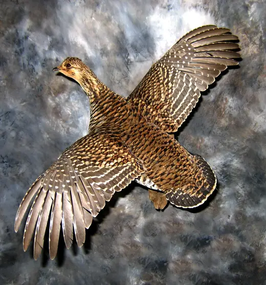 Upland Game Bird Taxidermy — photograph from the Gunners Taxidermy gallery