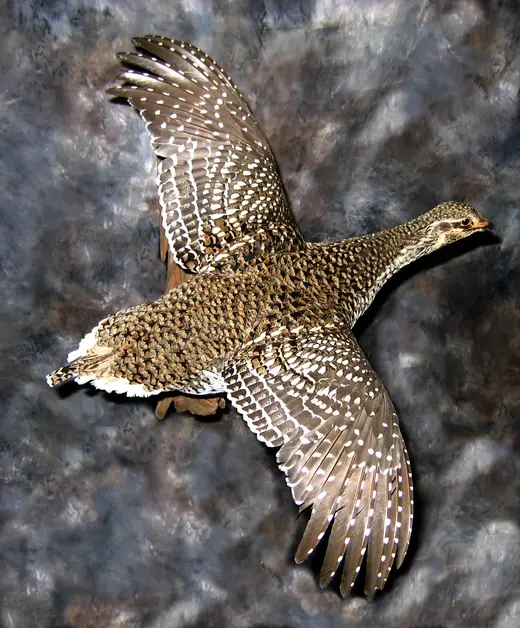 Upland Game Bird Taxidermy — photograph from the Gunners Taxidermy gallery