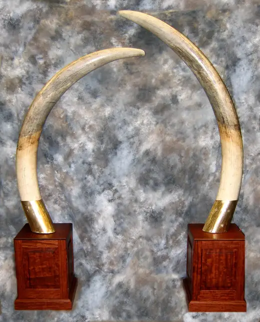 Africa Game Taxidermy — photograph from the Gunners Taxidermy gallery