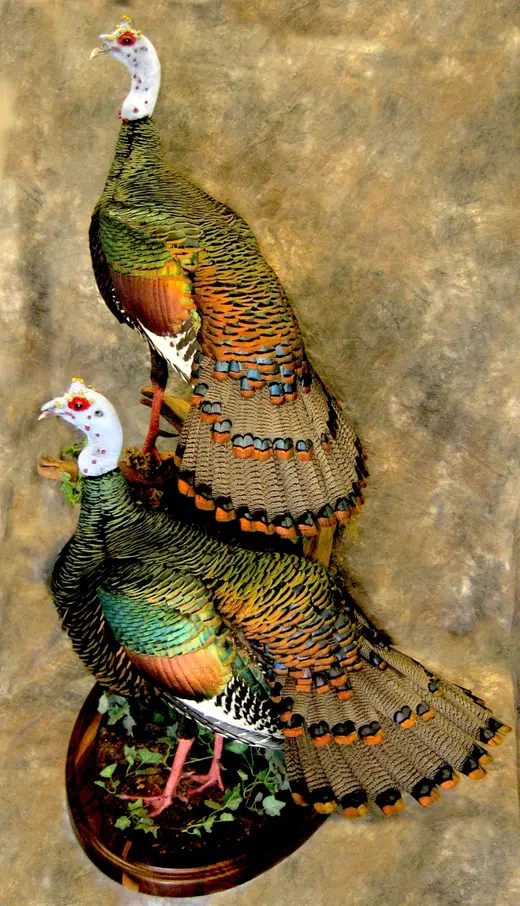 Turkey Taxidermy — photograph from the Gunners Taxidermy gallery
