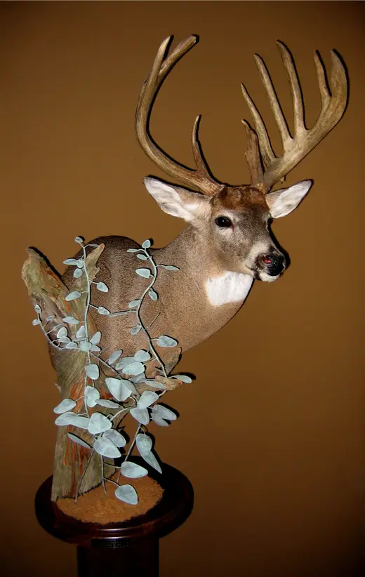 Whitetail Deer Taxidermy — photograph from the Gunners Taxidermy gallery