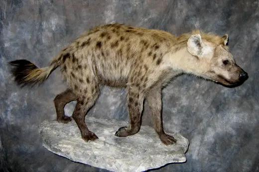 Africa Game Taxidermy — photograph from the Gunners Taxidermy gallery