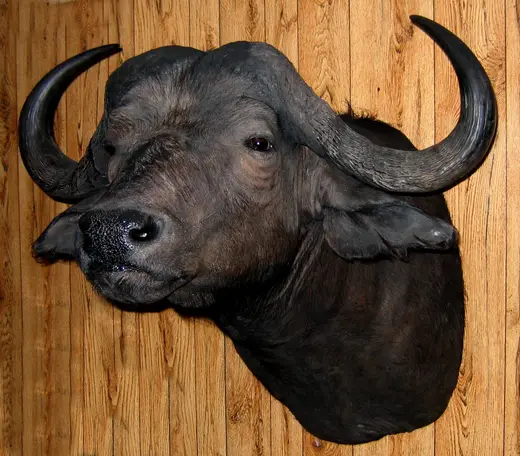 Africa Game Taxidermy — photograph from the Gunners Taxidermy gallery