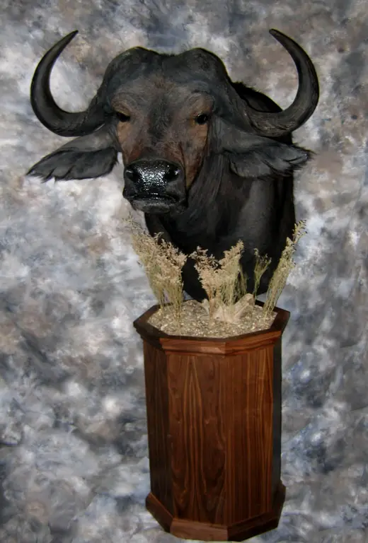 Africa Game Taxidermy — photograph from the Gunners Taxidermy gallery