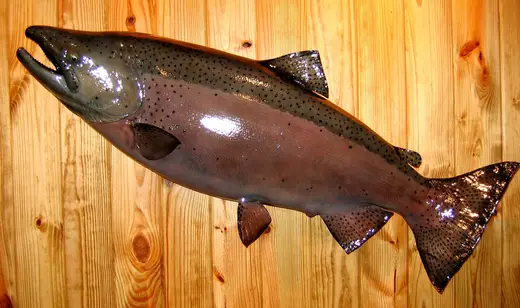 Fish Taxidermy — photograph from the Gunners Taxidermy gallery