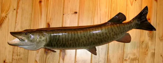 Fish Taxidermy — photograph from the Gunners Taxidermy gallery
