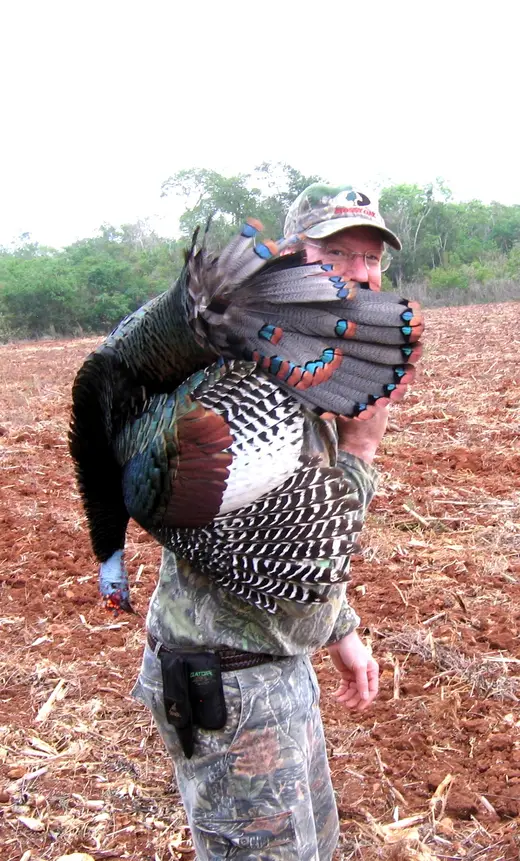 Ocellated Turkey Hunts — photograph from the Gunners Taxidermy gallery