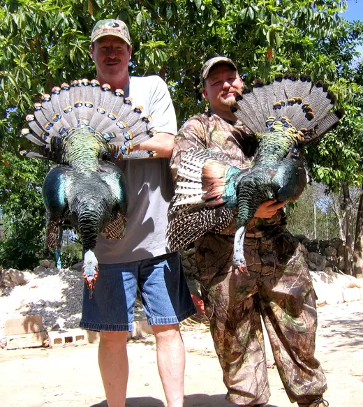Ocellated Turkey Hunts — photograph from the Gunners Taxidermy gallery