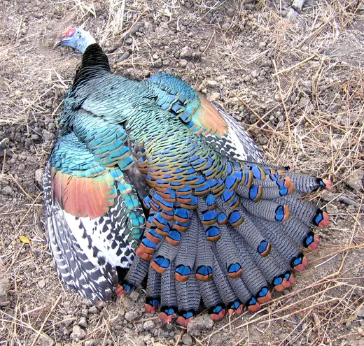 Ocellated Turkey Hunts — photograph from the Gunners Taxidermy gallery