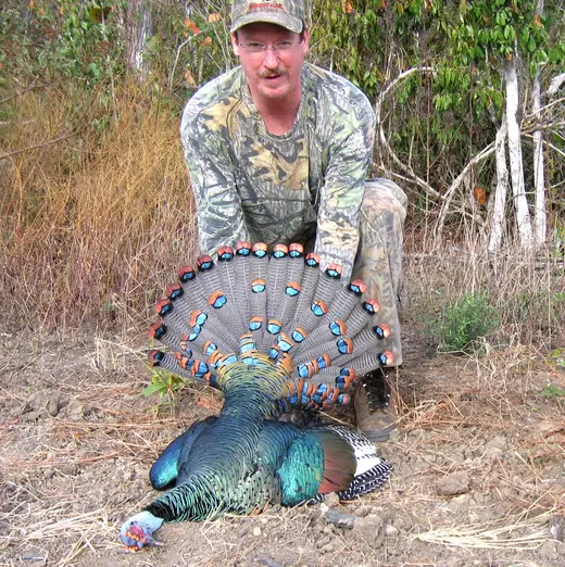 Ocellated Turkey Hunts — photograph from the Gunners Taxidermy gallery