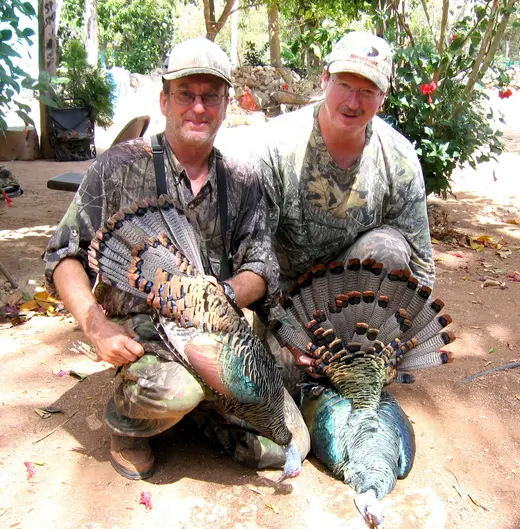 Ocellated Turkey Hunts — photograph from the Gunners Taxidermy gallery