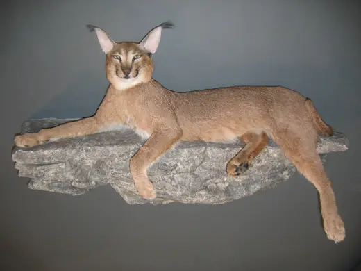 Africa Game Taxidermy — photograph from the Gunners Taxidermy gallery