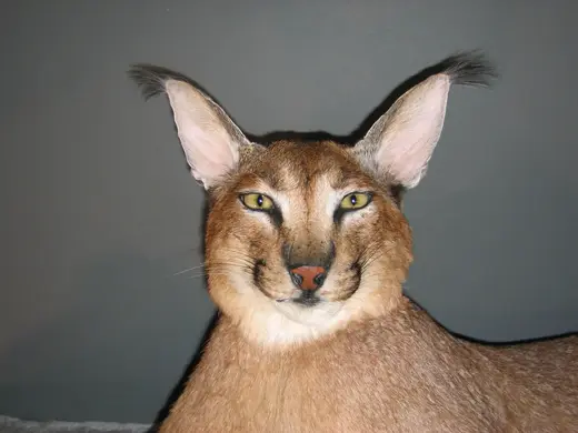 Africa Game Taxidermy — photograph from the Gunners Taxidermy gallery