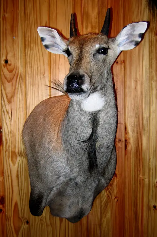 Gamehead Taxidermy — photograph from the Gunners Taxidermy gallery