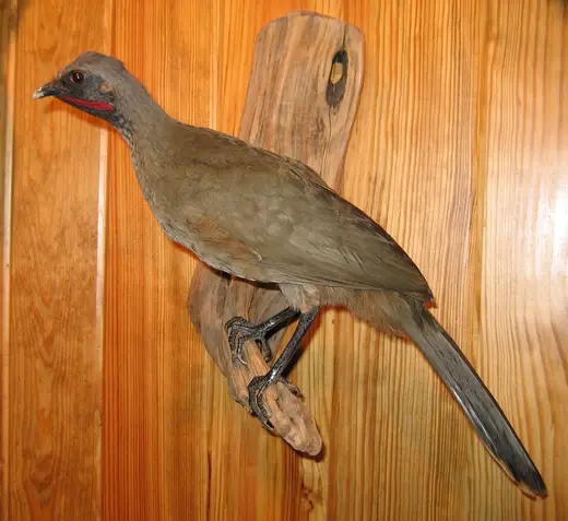 Upland Game Bird Taxidermy — photograph from the Gunners Taxidermy gallery