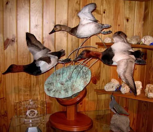 Waterfowl Taxidermy — photograph from the Gunners Taxidermy gallery