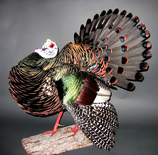 Turkey Taxidermy — photograph from the Gunners Taxidermy gallery