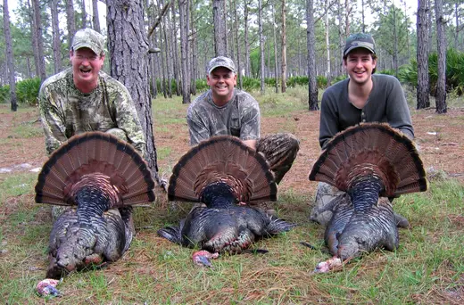 Osceola Turkey Hunts — photograph from the Gunners Taxidermy gallery