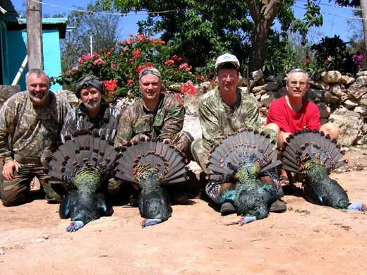 Ocellated Turkey Hunts — photograph from the Gunners Taxidermy gallery