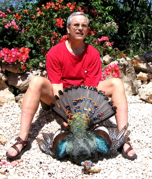Ocellated Turkey Hunts — photograph from the Gunners Taxidermy gallery