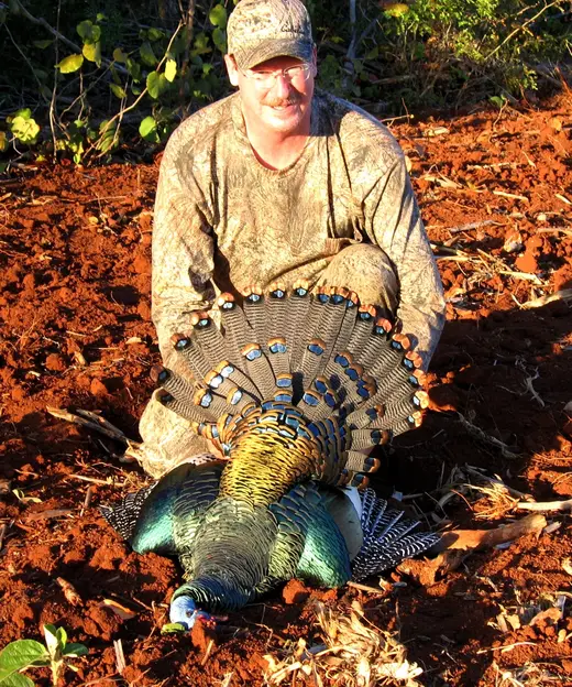 Ocellated Turkey Hunts — photograph from the Gunners Taxidermy gallery