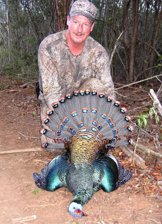 Ocellated Turkey Hunts — photograph from the Gunners Taxidermy gallery