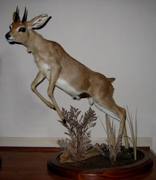 Africa Game Taxidermy — photograph from the Gunners Taxidermy gallery