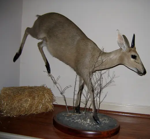 Africa Game Taxidermy — photograph from the Gunners Taxidermy gallery