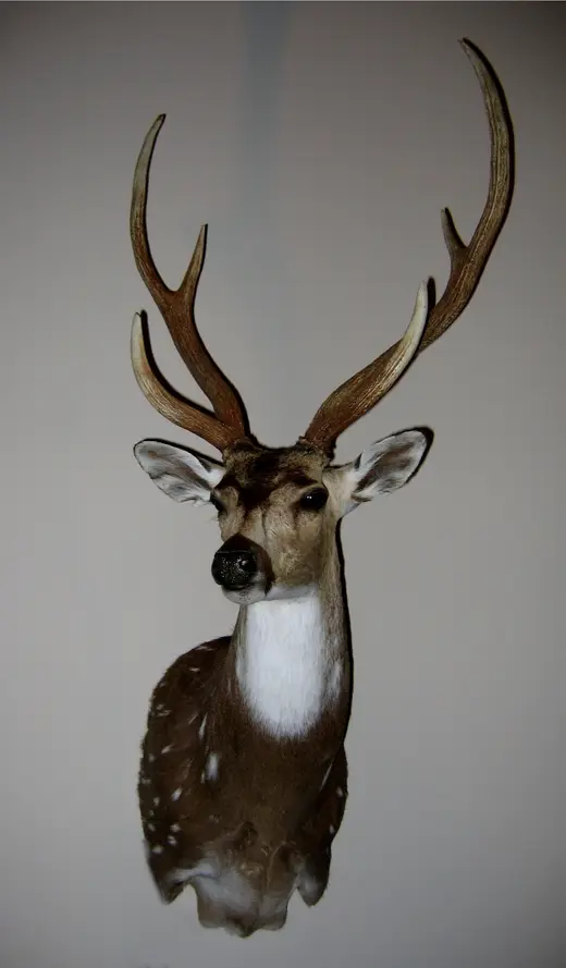 Gamehead Taxidermy — photograph from the Gunners Taxidermy gallery