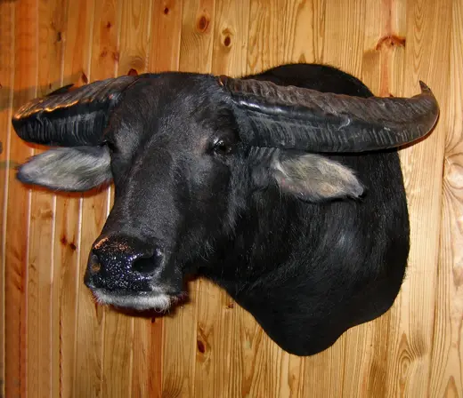 Gamehead Taxidermy — photograph from the Gunners Taxidermy gallery