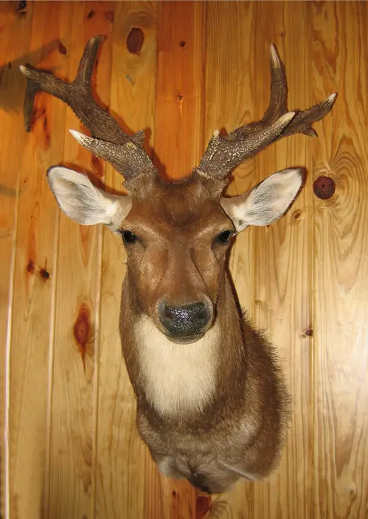Gamehead Taxidermy — photograph from the Gunners Taxidermy gallery