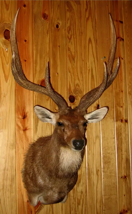 Gamehead Taxidermy — photograph from the Gunners Taxidermy gallery