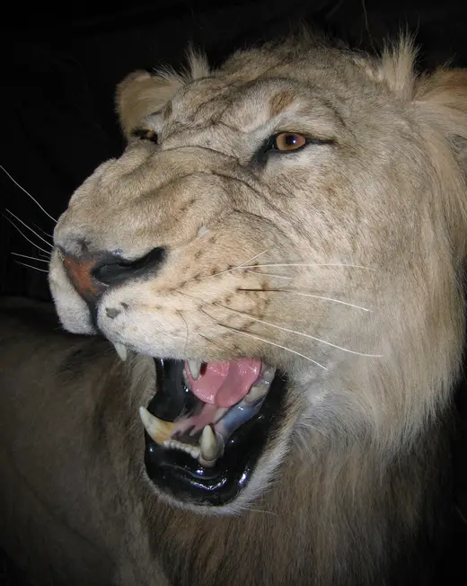Africa Game Taxidermy — photograph from the Gunners Taxidermy gallery