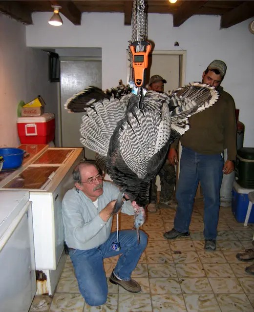 Gould's Turkey Hunts — photograph from the Gunners Taxidermy gallery