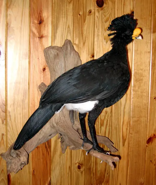 Upland Game Bird Taxidermy — photograph from the Gunners Taxidermy gallery