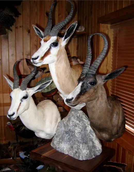 Africa Game Taxidermy — photograph from the Gunners Taxidermy gallery
