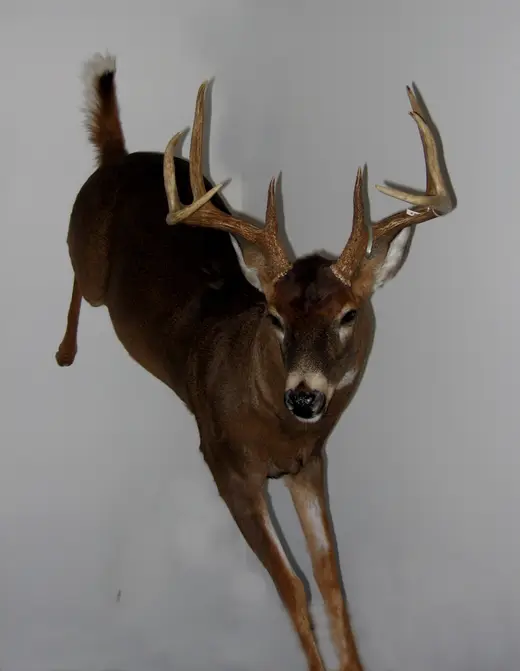 Big Game Taxidermy — photograph from the Gunners Taxidermy gallery