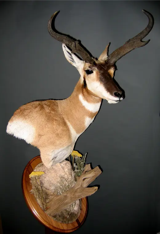 Gamehead Taxidermy — photograph from the Gunners Taxidermy gallery