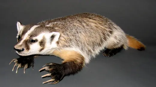 Small Game Taxidermy — photograph from the Gunners Taxidermy gallery