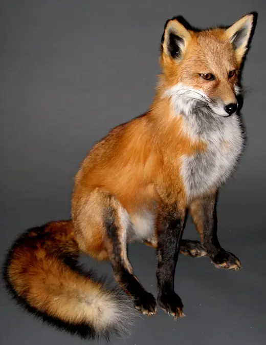 Small Game Taxidermy — photograph from the Gunners Taxidermy gallery