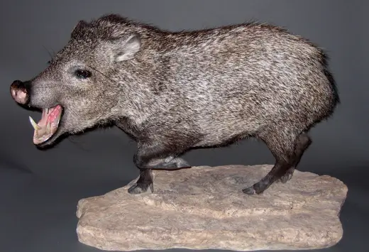 Small Game Taxidermy — photograph from the Gunners Taxidermy gallery