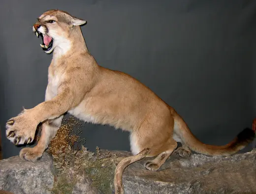 Big Game Taxidermy — photograph from the Gunners Taxidermy gallery