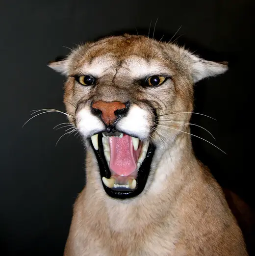 Big Game Taxidermy — photograph from the Gunners Taxidermy gallery
