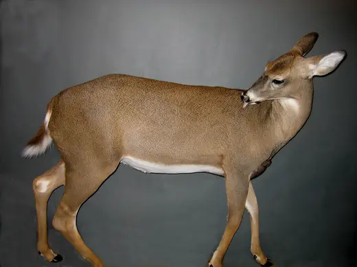 Big Game Taxidermy — photograph from the Gunners Taxidermy gallery