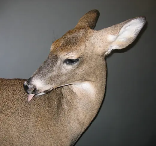 Big Game Taxidermy — photograph from the Gunners Taxidermy gallery