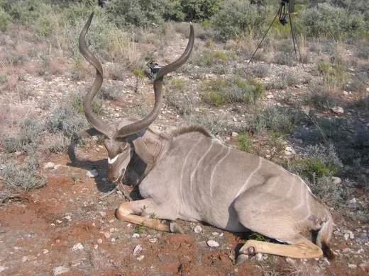 Africa Plains Game Hunts — photograph from the Gunners Taxidermy gallery