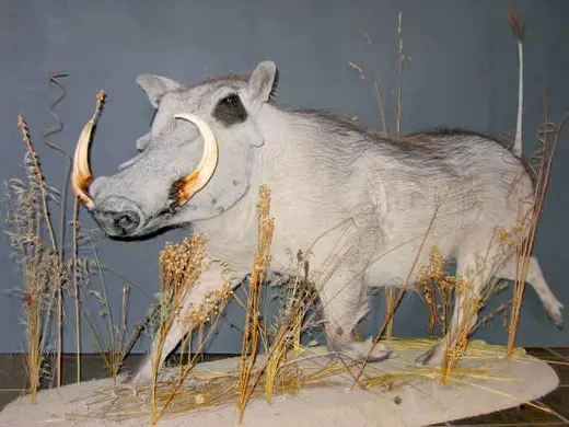 Africa Game Taxidermy — photograph from the Gunners Taxidermy gallery